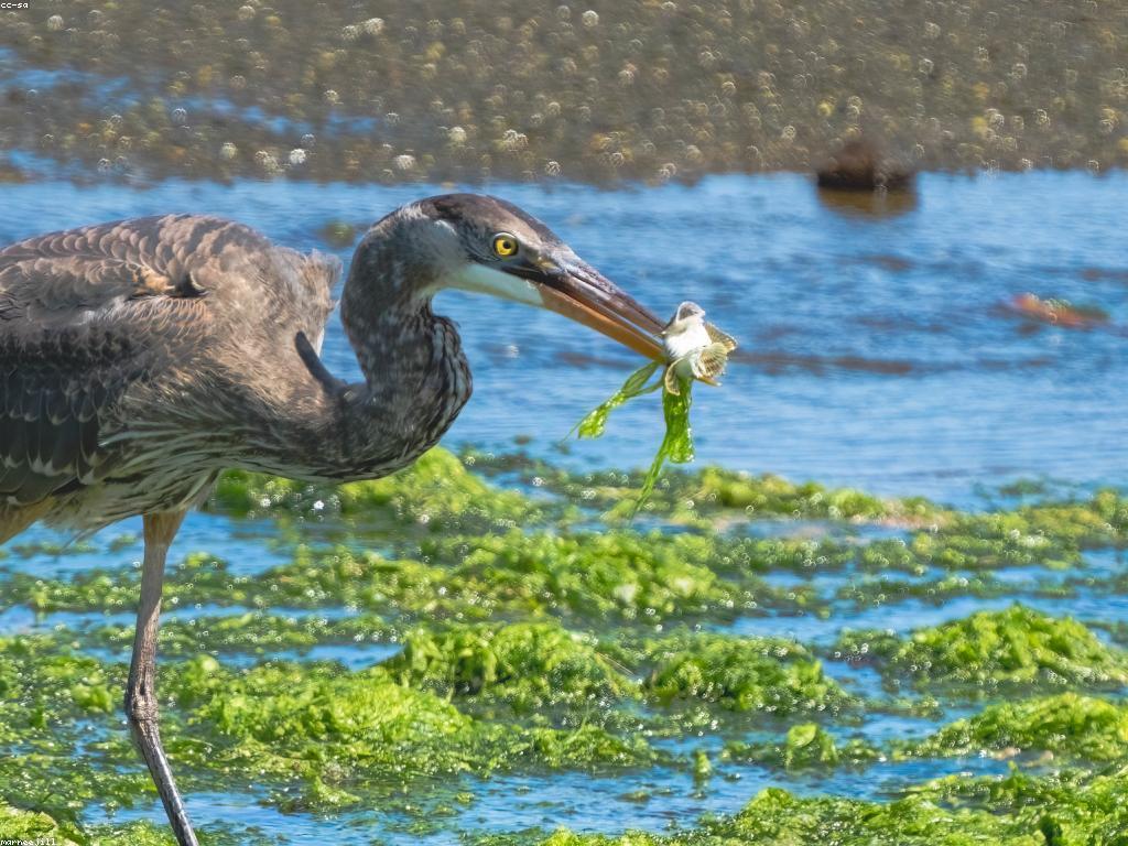 វិធីបាញ់ត្រី: ការបានជោគជ័យនៅក្នុងការបាញ់ត្រី