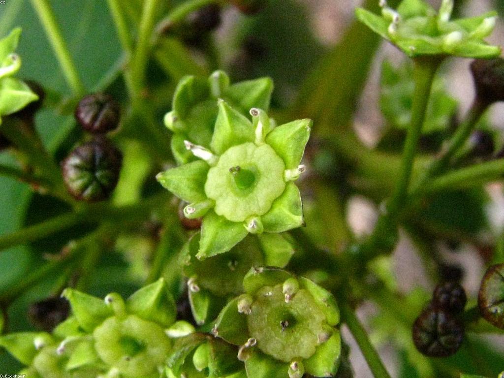 វិធីបាញ់ត្រីសមស្របសម្រាប់អ្នកចាប់ត្រីថ្មី