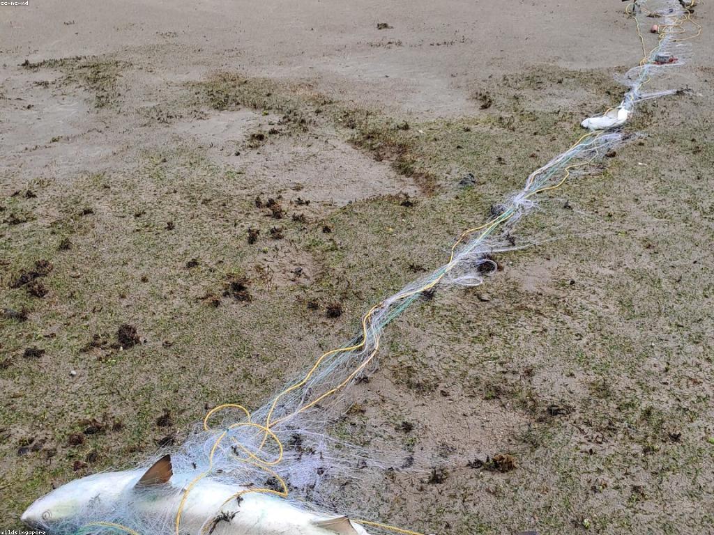 ឧបករណ៍បាញ់ត្រីសម្រាប់អ្នកចាប់ត្រីថ្មី