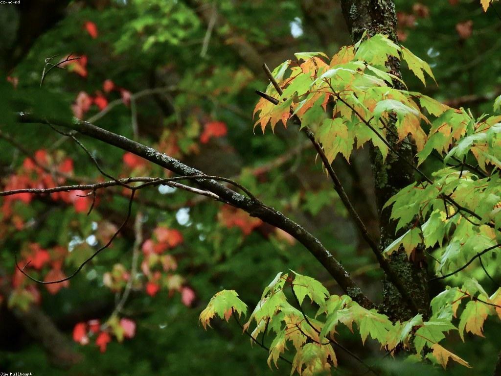 ដំបូន្មានសំរាប់អ្នកបាញ់ត្រីជាជំនាញ