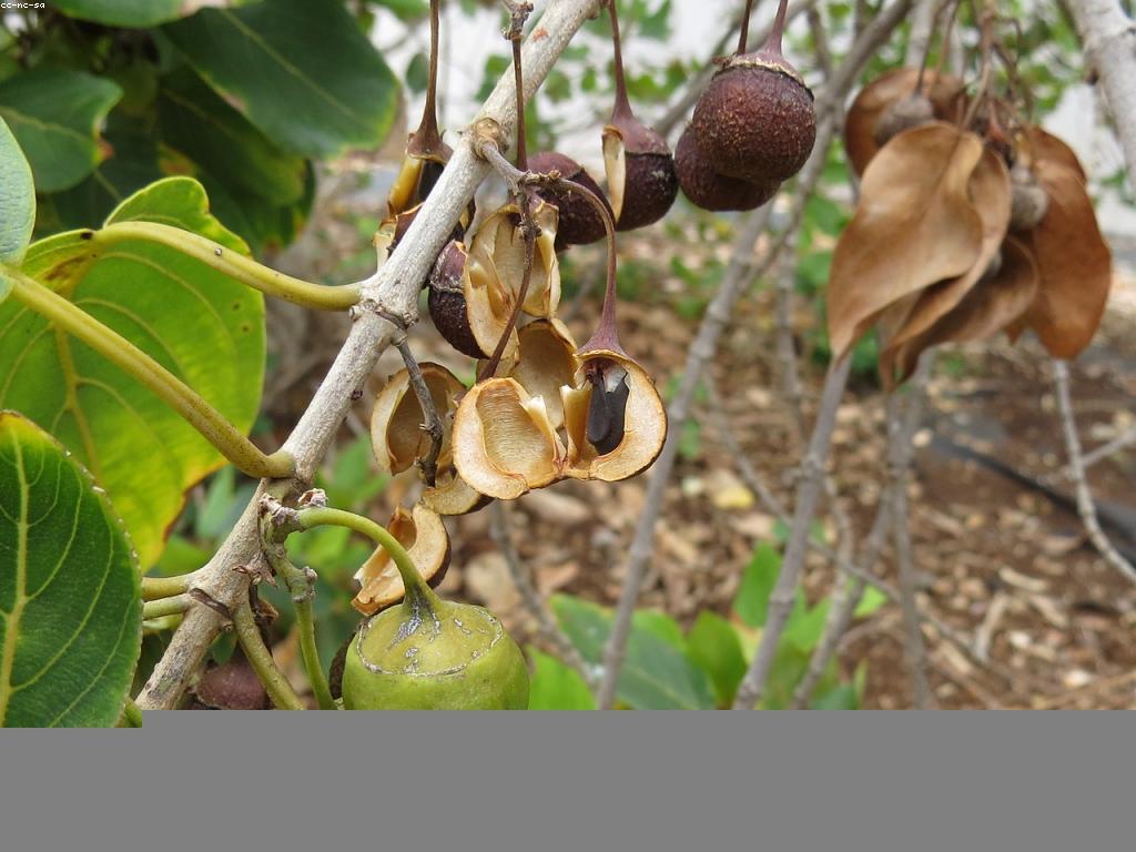 មគ្គុទេសក៍សម្រាប់ឧបករណ៍បាញ់ត្រី