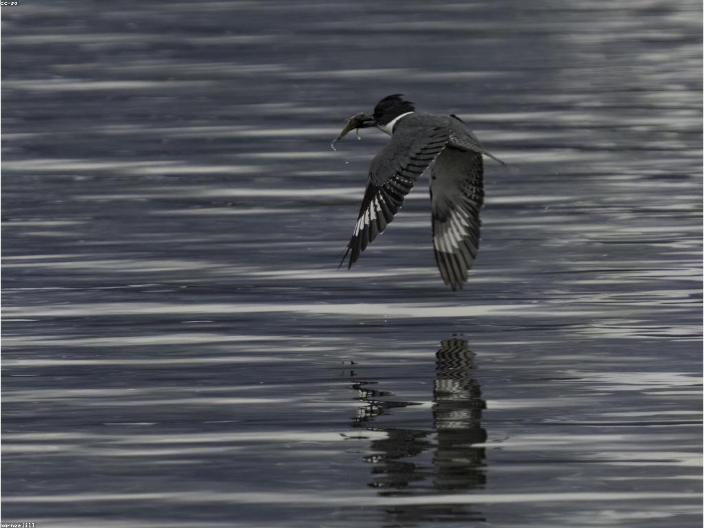 វិធីបាញ់ត្រីមានប្រសិទ្ធភាពខ្ពស់សម្រាប់អ្នកចាប់ត្រីជាអ្នកជំនាញ